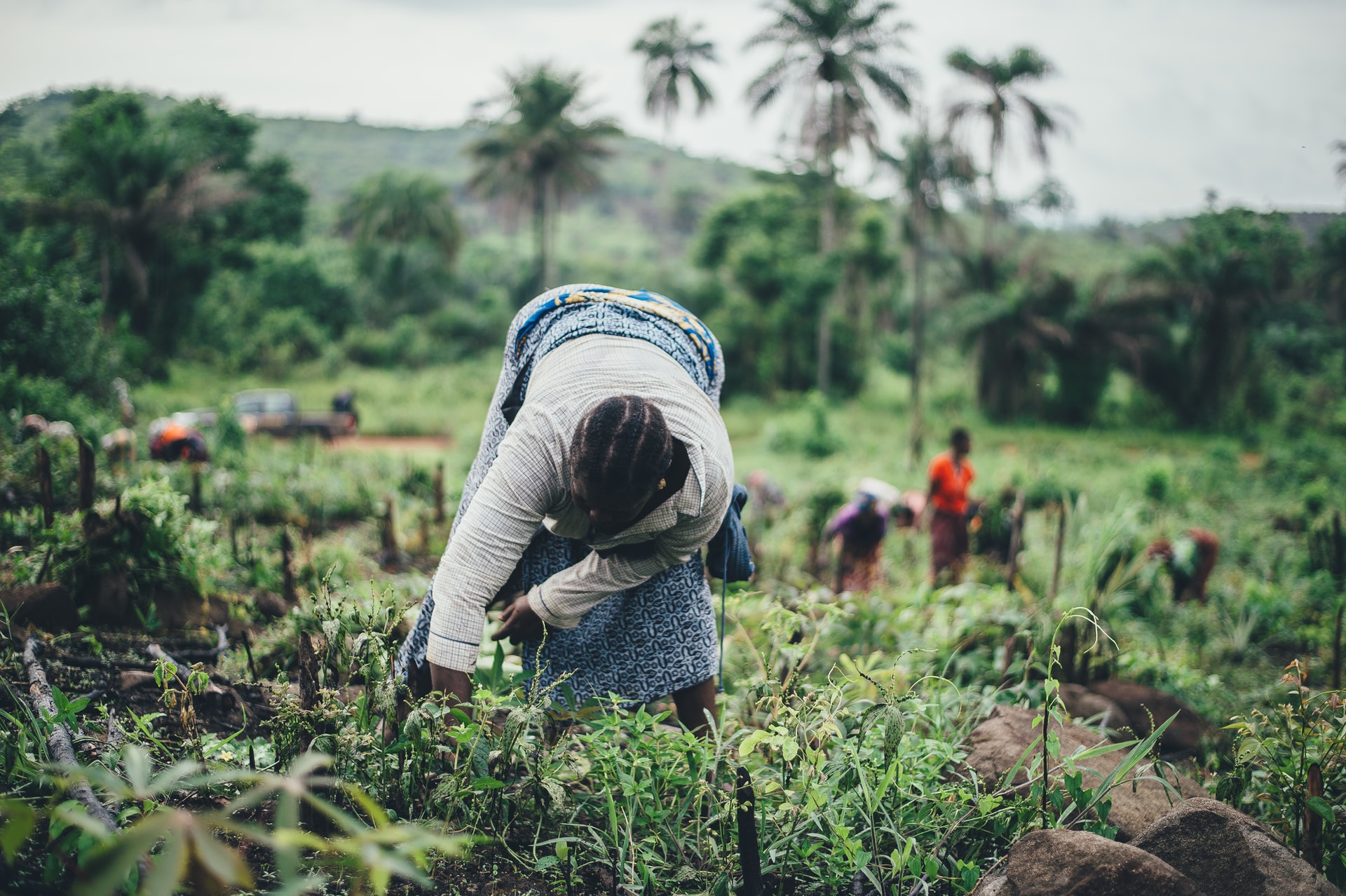 Farmer services